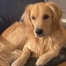 Simon's profile picture