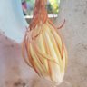 akuuh profil fotoğrafı