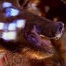 Earwig Hrothgarçon's profile picture