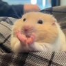 Niknik's profile picture