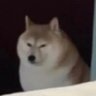 Profilbild von 我不是搜神🪙