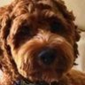 Profilbild von Pegzy