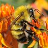 Ruth 🐝🍁 的头像