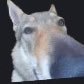 Ivaldi's profile picture