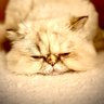 curious wenderer's profile picture