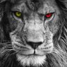 Profilbild von Yusuf Demir