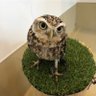 カルボナーラ 的头像