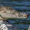 Cocôdrilo 🐊's profile picture