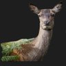 deer profil fotoğrafı