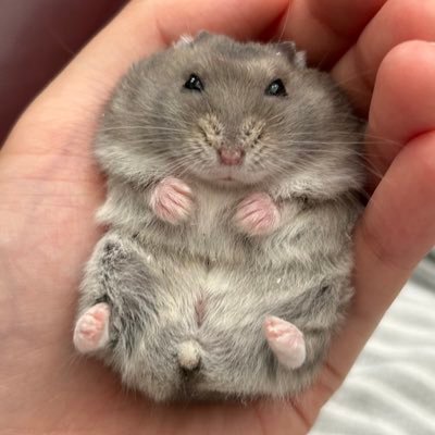 けだまの うんち丸's profile picture