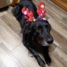 Profilbild von LaBarb