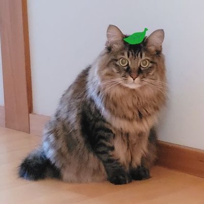 たぬ@雪の日にやって来た迷い猫's profile picture
