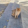 猩猩电灯 profil fotoğrafı