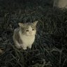 ZenZen0's profile picture