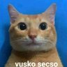 Un Zorro Astuto 的头像