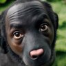 Sigma boy's profile picture