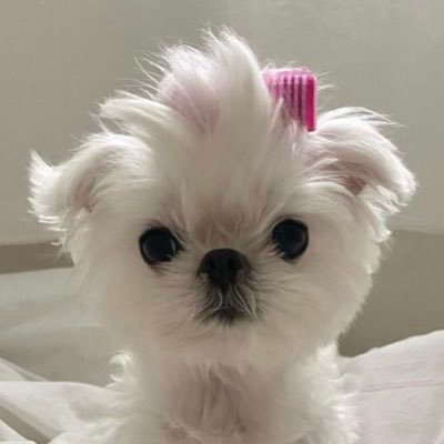 폼's profile picture
