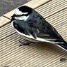 『yusi 』🐼🦦🎮⚾️ profil fotoğrafı
