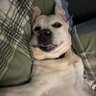 ForrozãoTropykáliaVol.7-PlanetaDeCores's profile picture