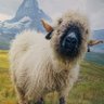 John profil fotoğrafı