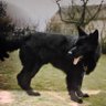stuart nicholls profil fotoğrafı