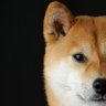 フナムシ's profile picture