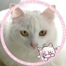 sayu's profile picture