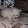 Cat Logistics profil fotoğrafı