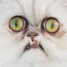 WillyWanker profil fotoğrafı