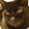 黒猫れんじろう🐈⬛'s profile picture
