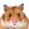 とっととヤル太郎's profile picture