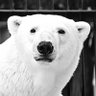 Profilbild von いころ