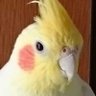オカメ🙋‍♂️れい子🌋✈️⭐ 的头像