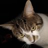 Snuffy's VCR profil fotoğrafı
