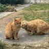 carl profil fotoğrafı