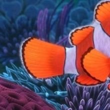 82_nemo_jjoon's profile picture