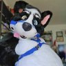 WuskyTheHusky's profile picture