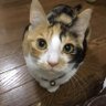 ひさみみ🍏 profil fotoğrafı