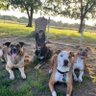 Dogs247's profile picture