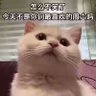 临沂's profile picture