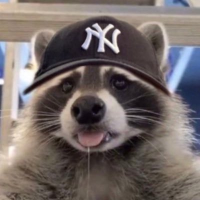 zoz |-/🐏's profile picture