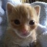olepolepo's profile picture