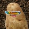Bong's profile picture