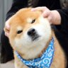 Profilbild von molo Daxi