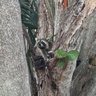 Veellmoon the raccoon profil fotoğrafı