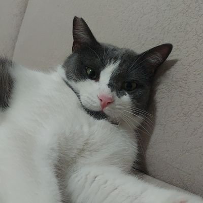 yigitalagozoglu's profile picture