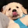 脆皮玉米's profile picture