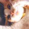 soboro profil fotoğrafı