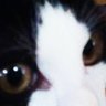 猫目石。(チームわりぞう) 的头像