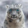 Morgan profil fotoğrafı